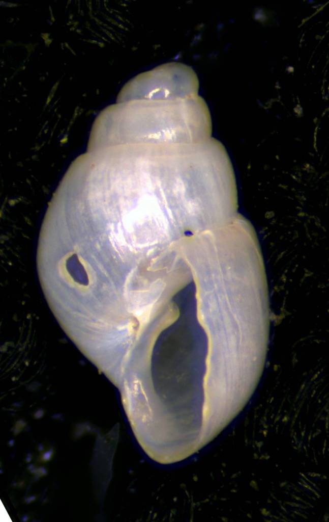 Odostomia